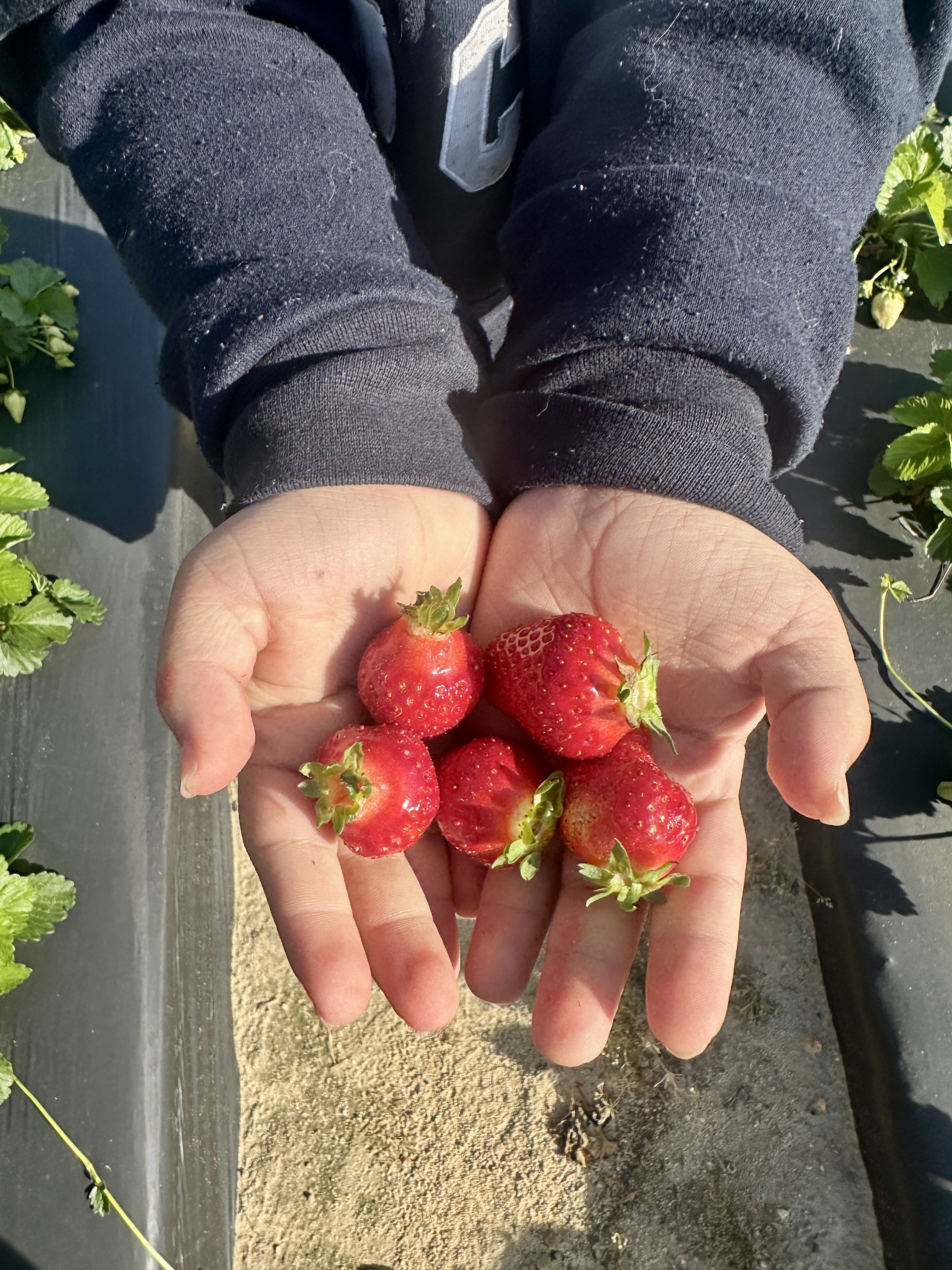 Strawberry Time
